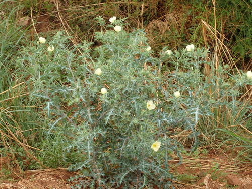 Yellow Bloom Thistle.